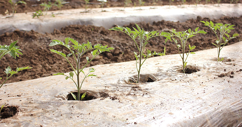 Agricultura protegida